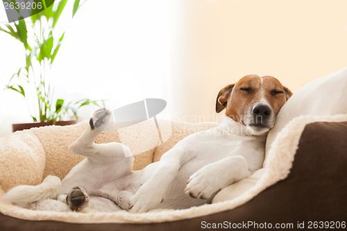 Image of siesta dog