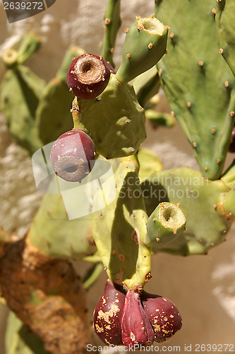 Image of Wild indian figs