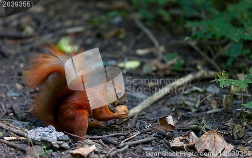 Image of Red squirrel eat walnut in autumn forest