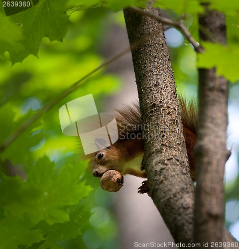 Image of Red squirrel on tree with walnut in mouth.