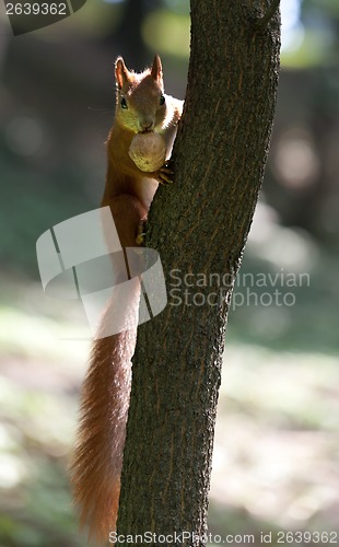 Image of Red squirrel on tree with walnut in mouth