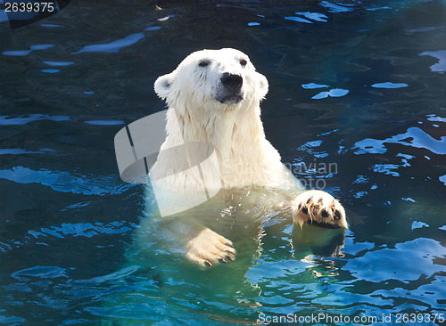 Image of Polar bear