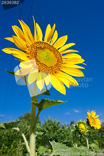 Image of Sunflower