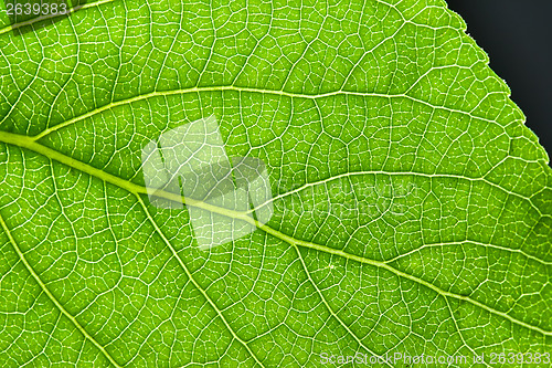 Image of Green leaf