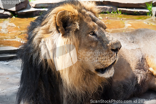 Image of Lion