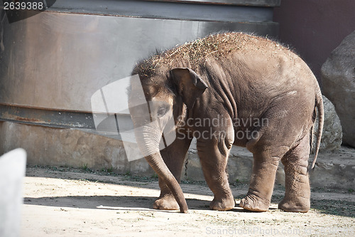 Image of Elephant