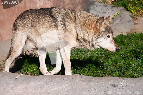 Image of Wolf