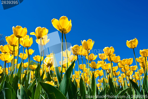 Image of Tulip flowers