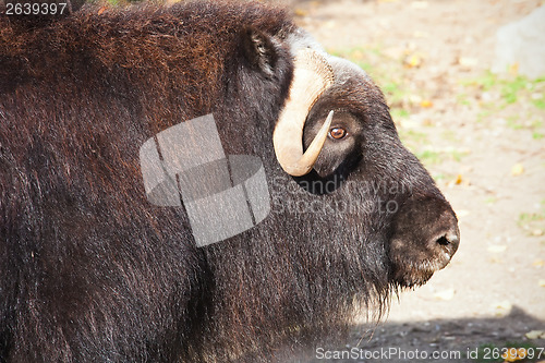 Image of Muskox