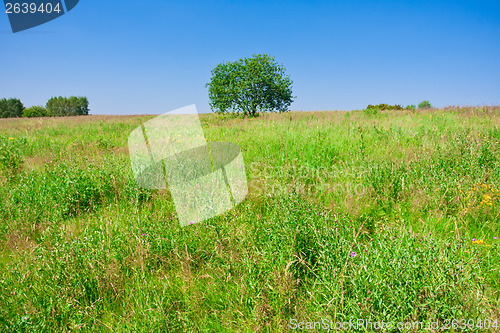 Image of Tree and field