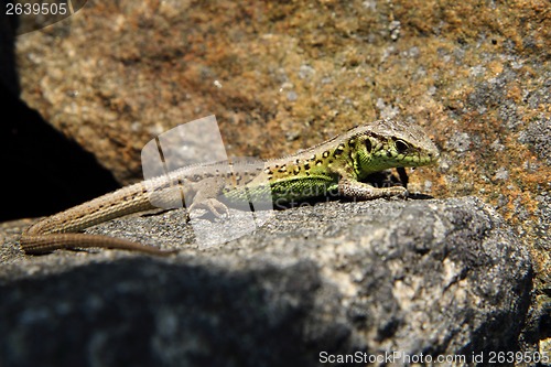 Image of small lizard on the rock 