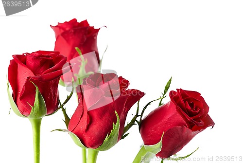 Image of red roses