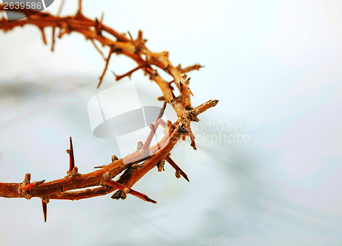 Image of Thorn crown  close up