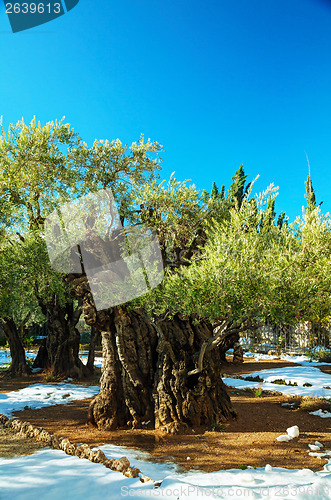 Image of Gethsemane garden in Jerusalem