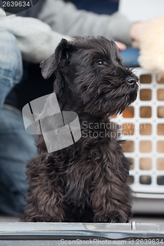 Image of Miniature schnauzer 