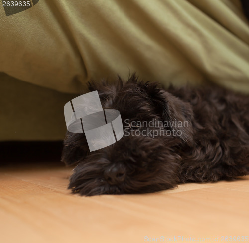 Image of Black dog is laying on the floor