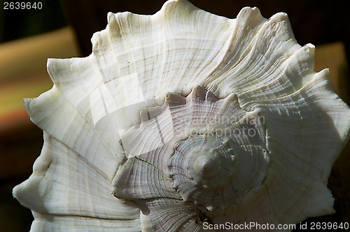 Image of conch sea shell