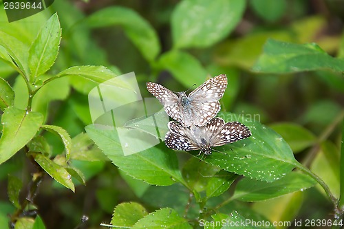 Image of White and brown butterfly mating