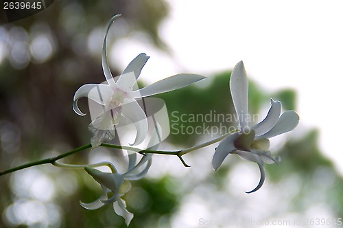 Image of white orchids in bloom