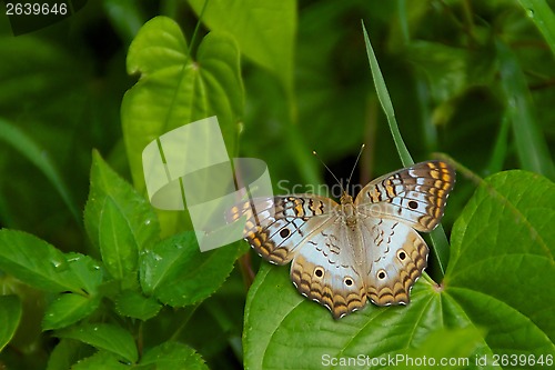 Image of White peacock butterfly 