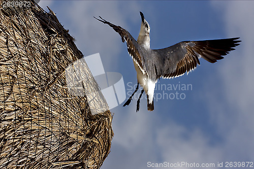 Image of  black  sea gull flying in straw