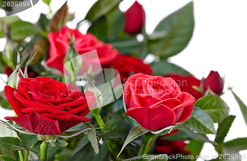 Image of red roses
