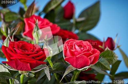 Image of red roses