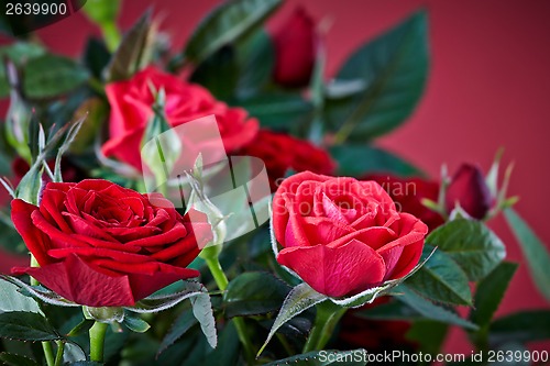 Image of red roses