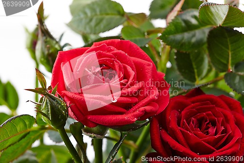 Image of red roses