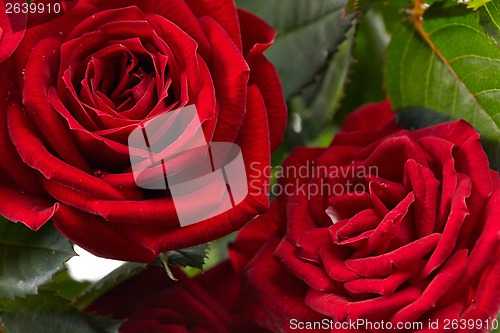 Image of red roses