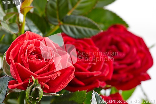 Image of red roses