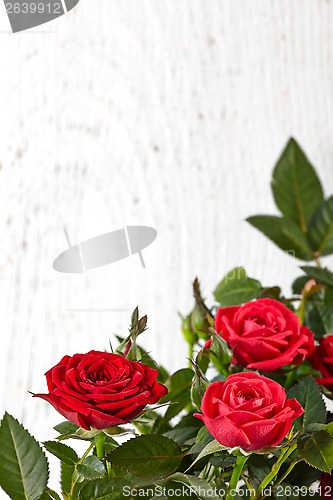 Image of red roses