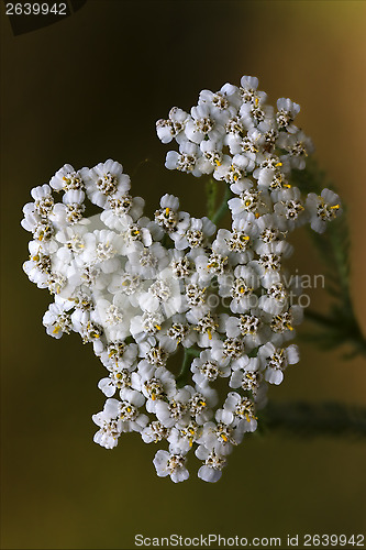 Image of  white leguminose    sambucus nigra