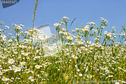 Image of Rapid flowering of Eastern daisy fleabane plants