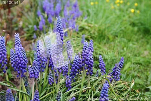 Image of muscari flowers