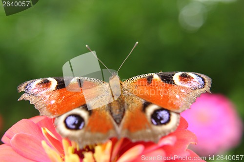 Image of emperor butterfly 