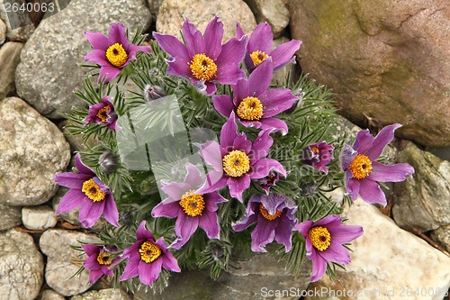 Image of pasqueflower