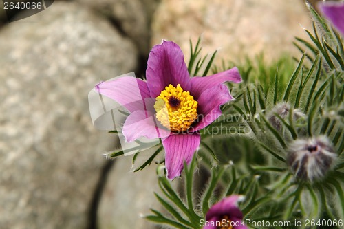 Image of pasqueflower