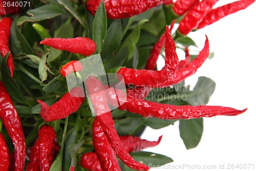 Image of chili plant (red hot spice)