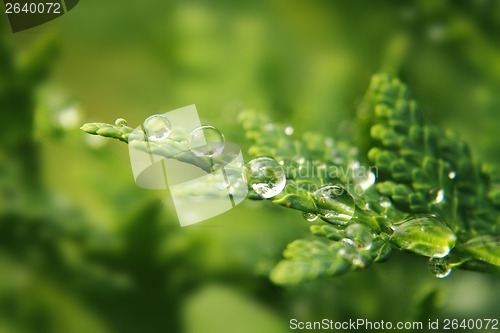 Image of water drops on the green leaf
