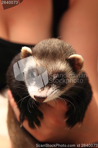 Image of small ferret in the human hands