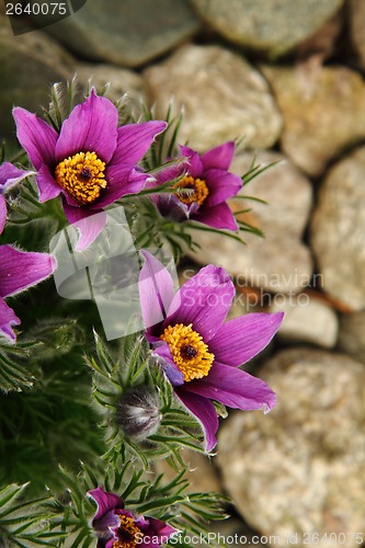 Image of pasqueflower