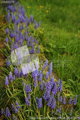 Image of muscari flowers