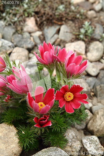 Image of pasqueflower