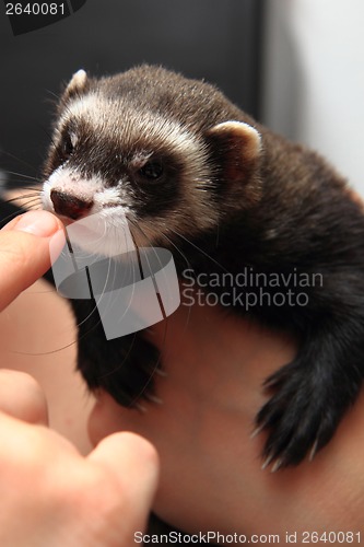 Image of small ferret in the human hands