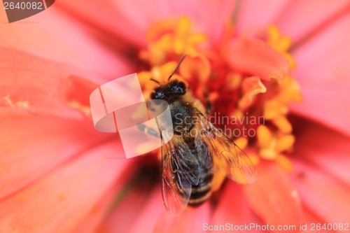 Image of bee and orange flower 
