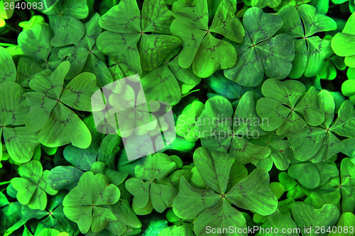 Image of four leaf background