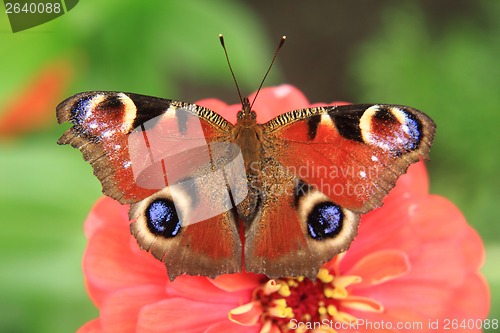 Image of emperor butterfly 