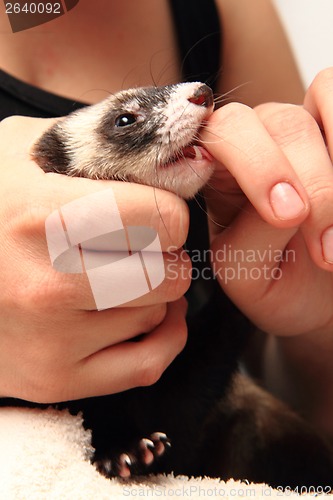 Image of small ferret in the human hands