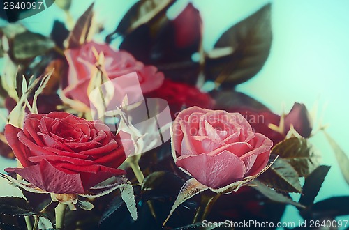 Image of red roses